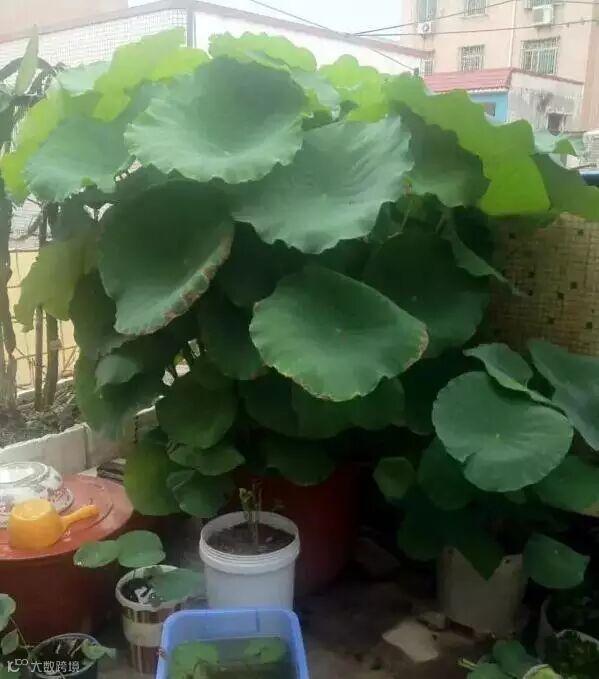 家中水桶种藕技术