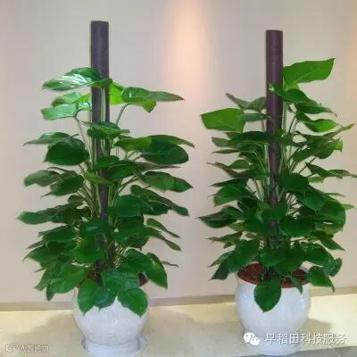 点击查看源网页