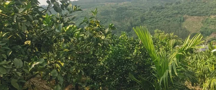 回归<em>防守</em>模式