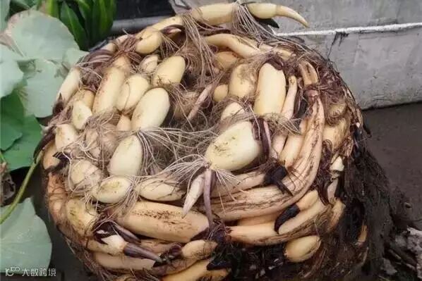 家中水桶种藕技术