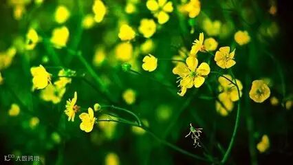 日研究人员研发出可让植物变透明的新技术