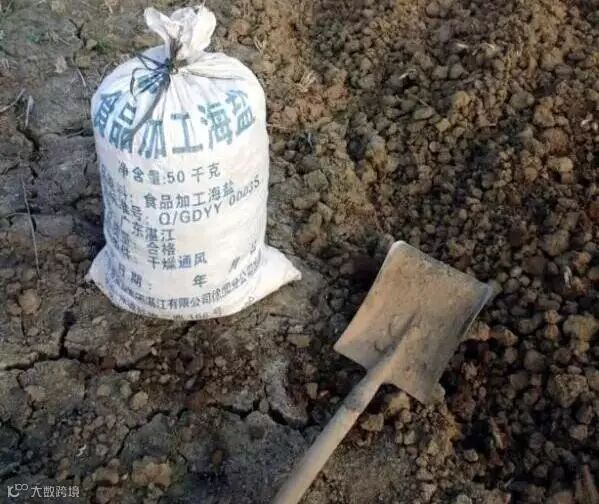 家中水桶种藕技术