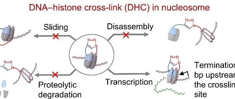 一键“锁死”的核小体:单一位点DNA–组蛋白共价交联引发核小体结构与功能的全面失调- 大数跨境