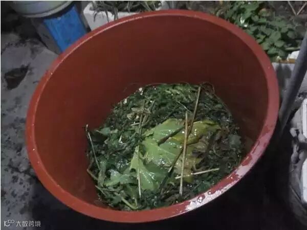 家中水桶种藕技术