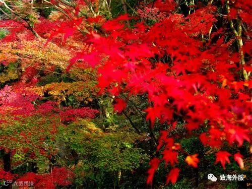 定山溪温泉赏枫