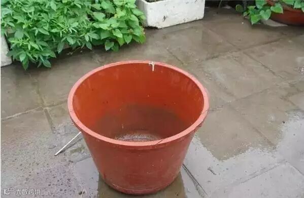 家中水桶种藕技术