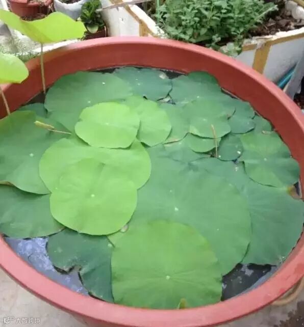 家中水桶种藕技术