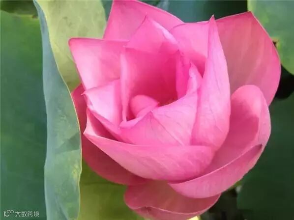 家中水桶种藕技术