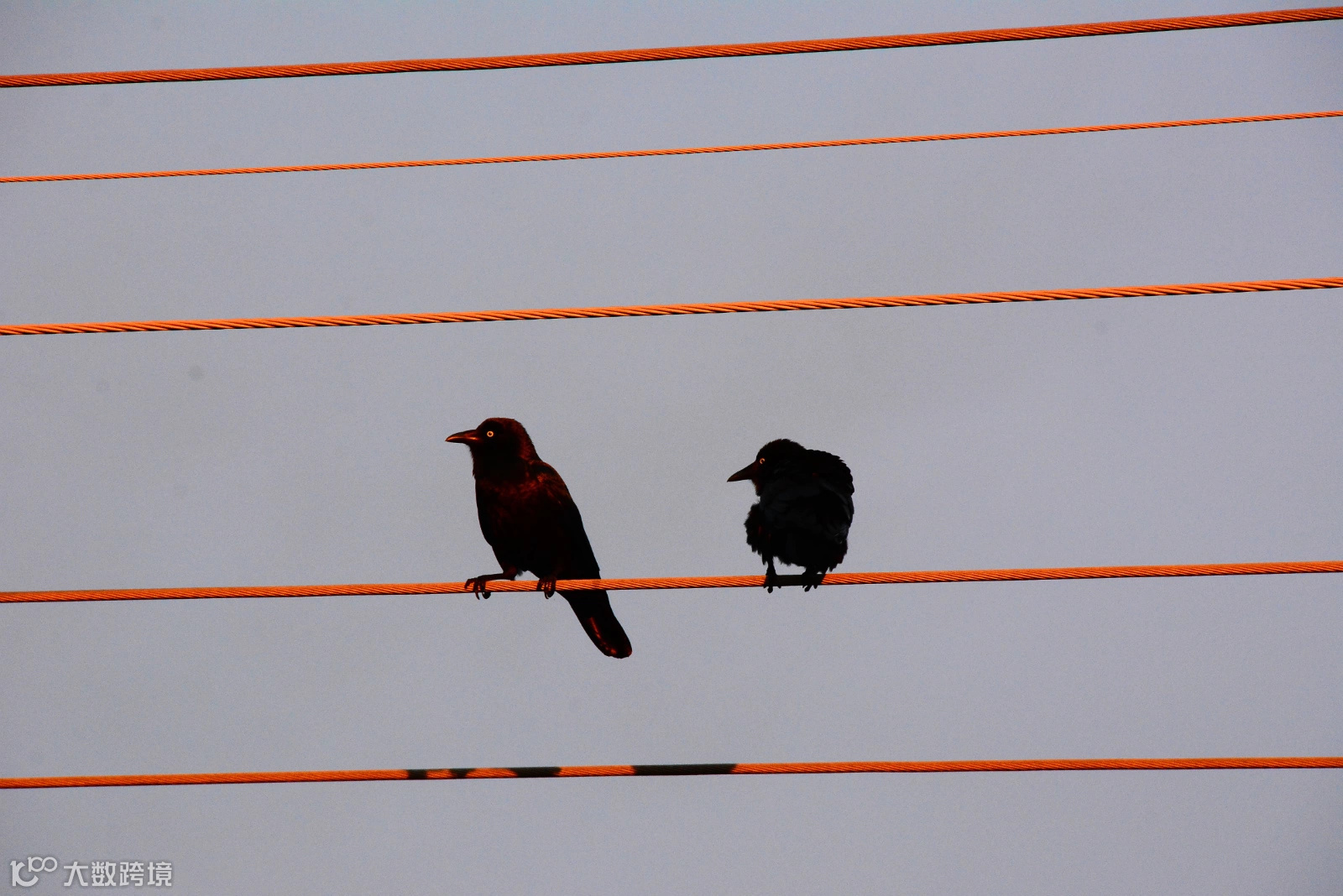 墨尔本杂记(二)