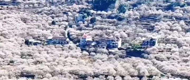 福州周邊自駕！永泰萬畝梅林賞梅攻略被我扒爛了