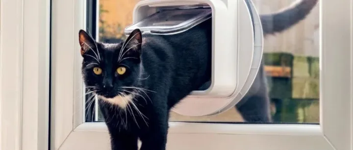 拿下$29万众筹，$200的AI猫门会是下一个智能宠物爆款吗