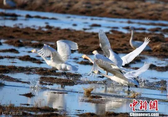 几只天鹅扇动着翅膀准备起飞。 刘是何 摄