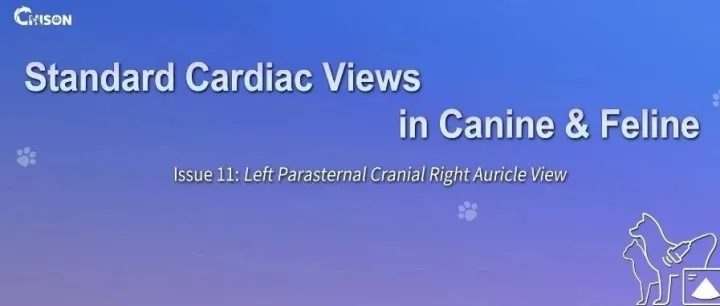 【Vet Cardiac Views 11】Left Parasternal Right Auricle View