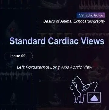 【Vet Cardiac Views 09】Left Parasternal Long-Axis Aortic View