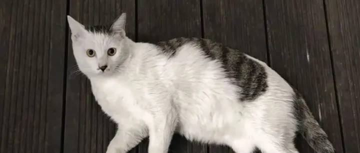 将 eBPF 扩展到 GPU 设备上下文：bpftime 的 GPU 可观测性与调度实践