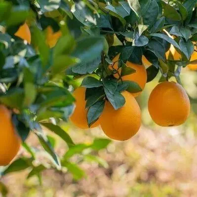 宜章臍橙出口量突破千噸大關