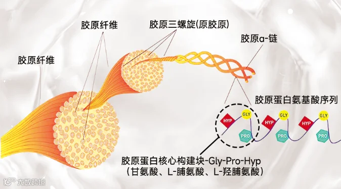 解码胶原丨羟脯氨酸,胶原蛋白的结构之锚与再生之钥- 大数跨境