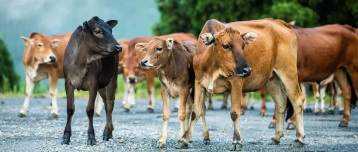 巴彦淖尔、呼伦贝尔、兴安盟耕地、活体牛羊等涉农项目集锦