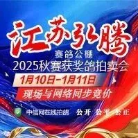 【10-11日直播】江苏弘腾获奖鸽同步拍卖