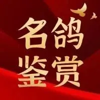 【名鸽鉴赏】彼特文斯特拉“霹雳玛丹娜”