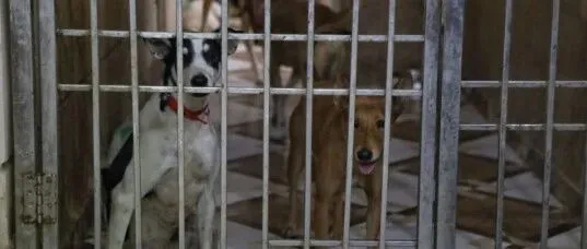 编译 | 印度养狗都得“去殖民化”？印为何为土狗正名？