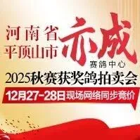 【27-28日直播】平顶山亦成秋棚获奖鸽同步拍卖
