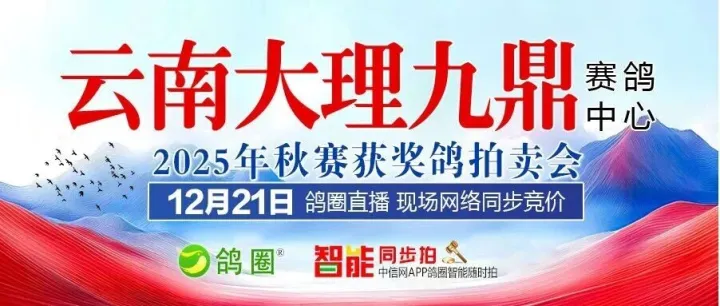 【21日直播】大理九鼎获奖鸽鸽圈智能拍