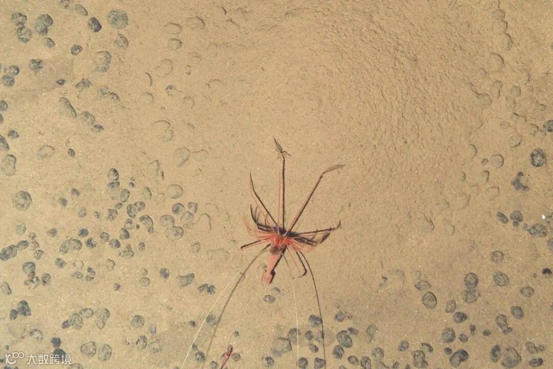 美国国家海洋学中心于2023年7月24日发布的照片，显示一种在克拉里昂—克利珀顿断裂带发现的虾子（法新社）