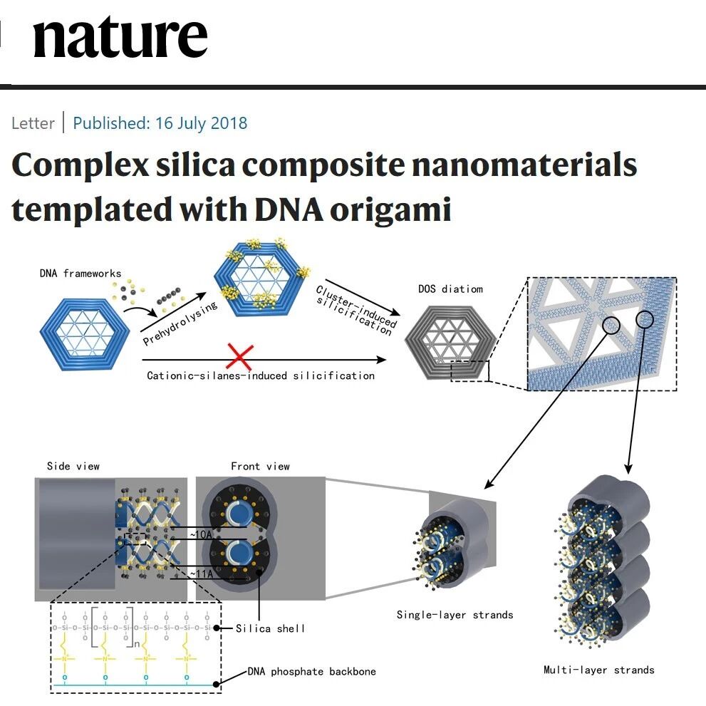 “折纸”是门技术活:这位新科院士用DNA“折”出一篇Nature- 大数跨境