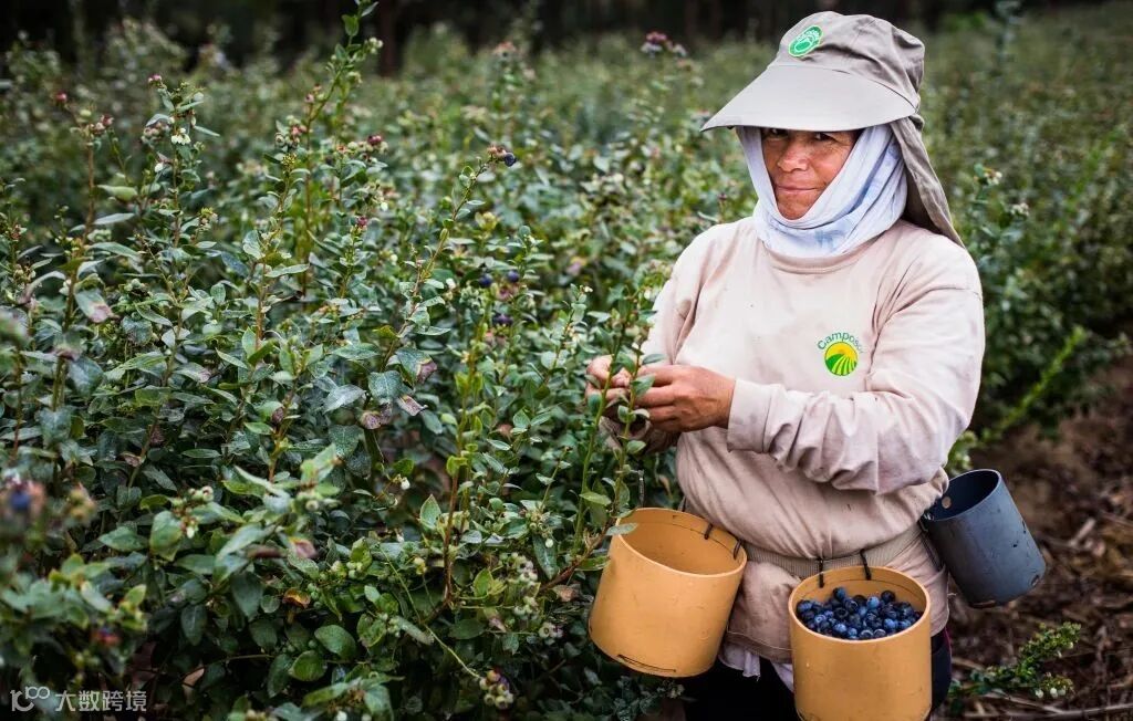 蓝莓产地秘鲁摄影图__人文景观_旅游摄影_摄影图库_昵图网
