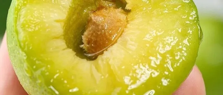 【梵凈山珍·銅仁館】我與沿河沙子空心李不得不說的秘密