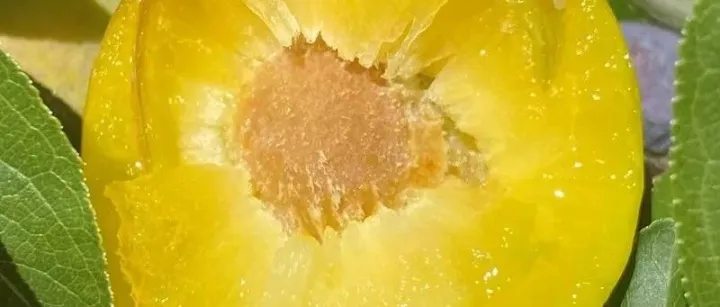 甜過初戀！貴州鎮(zhèn)寧蜂糖李上市啦！一口爆汁，甜到心坎里~