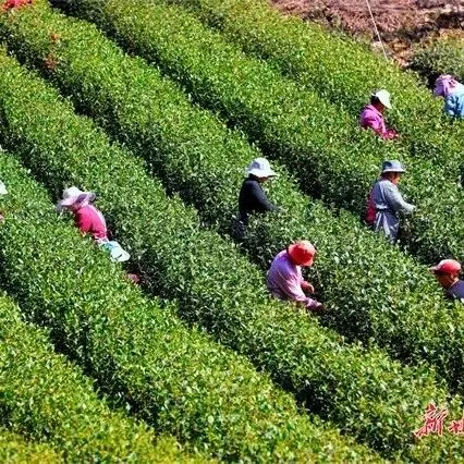 【茶旅融合】甘肃文县碧口镇 “茶旅”融合  村美民富