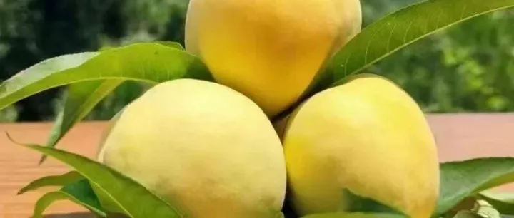 玉屏黃桃：寄托溫暖而優(yōu)雅的“甜”~