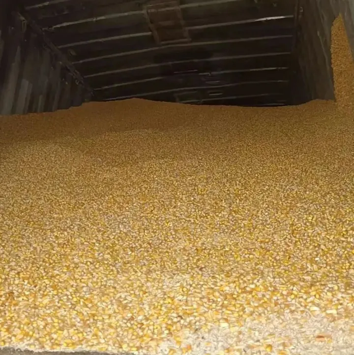 【报价邀请】粮食｜广东江门18吨水湿玉米