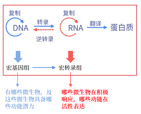 微生物顶刊都在用的宏基因组+宏转录组:研究优势、联合策略与应用案例全解析- 大数跨境