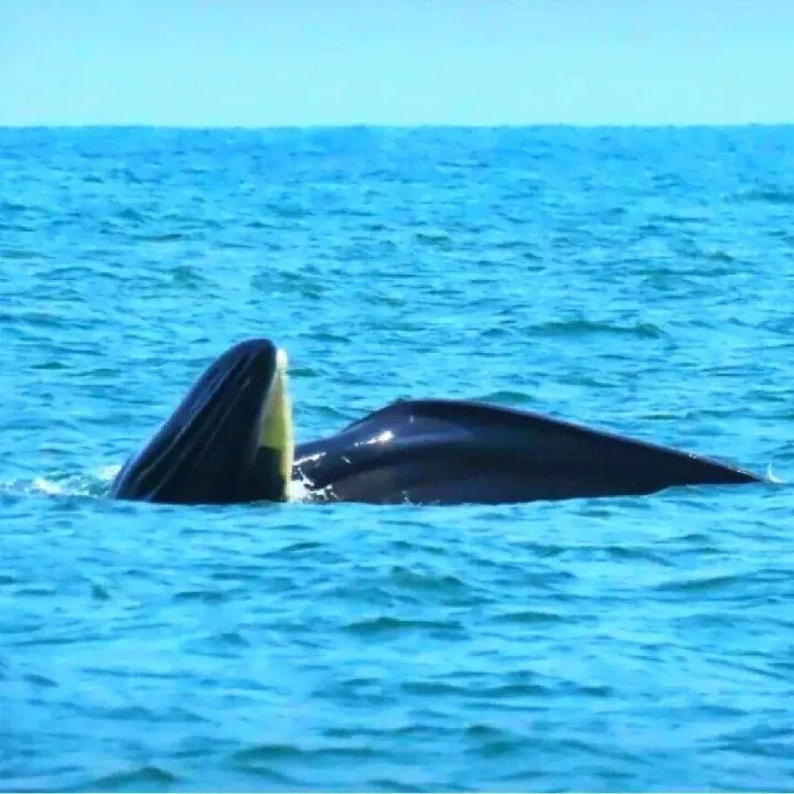 泰國(guó)灣的罕見(jiàn)一幕：布氏鯨躍出水面，游客驚呼“奇跡時(shí)刻”