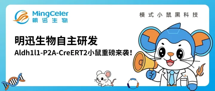 明迅生物自主研发Aldh1l1-P2A-CreERT2小鼠重磅来袭！