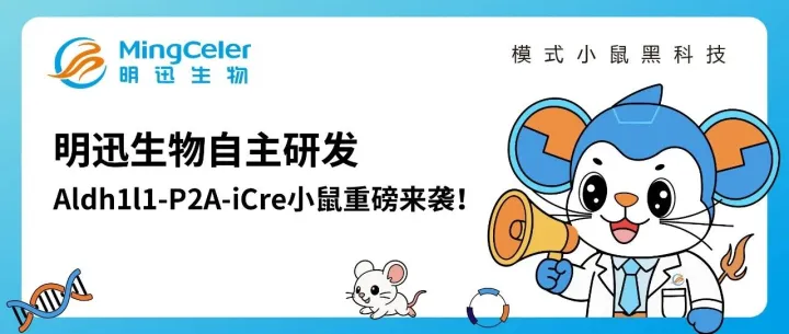 明迅生物自主研发Aldh1l1-P2A-iCre小鼠重磅来袭！