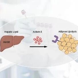 Activin Inhbe INHBE/Activin E Dimer ELISA检测试剂盒,全面支持非人灵长类动物样本检测- 大数跨境