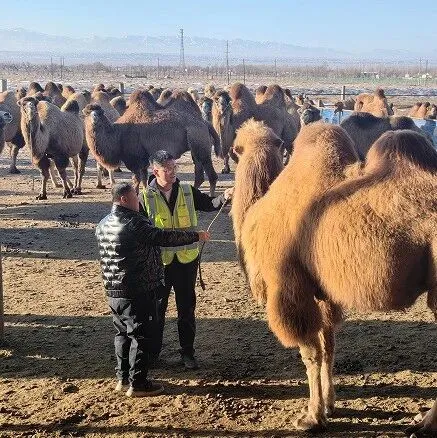 金融赋能为内蒙古<em>阿拉善</em>右旗骆驼养殖添新动力
