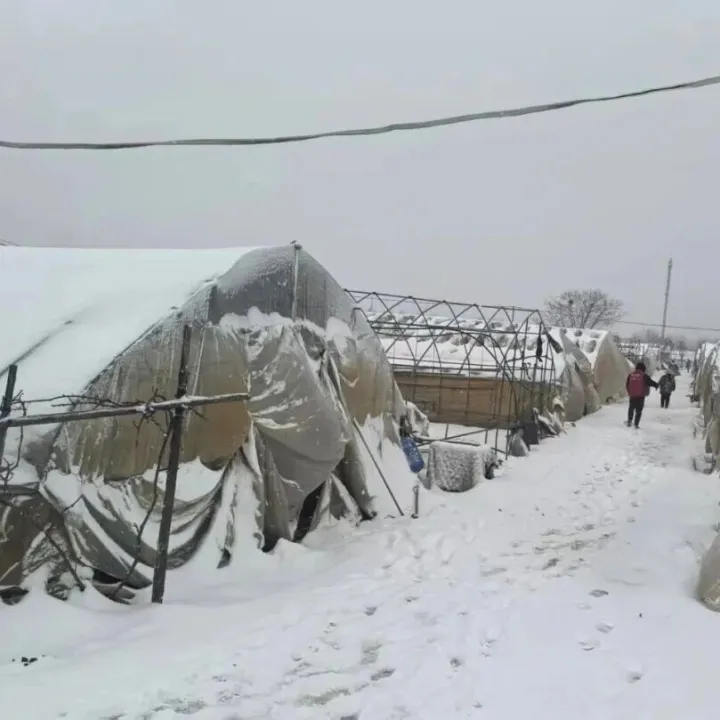 雨雪砺初心 服务暖农心 中华财险护航武汉都市农业