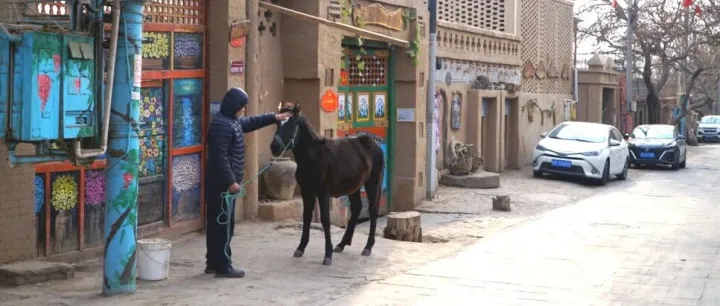 阿魏：產(chǎn)自<em>吐魯番</em>的“植物黃金”