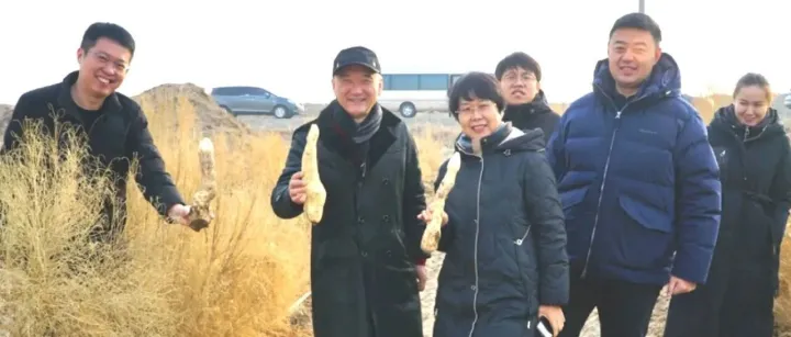 大蕓：<em>吐魯番</em>的“沙漠人參”