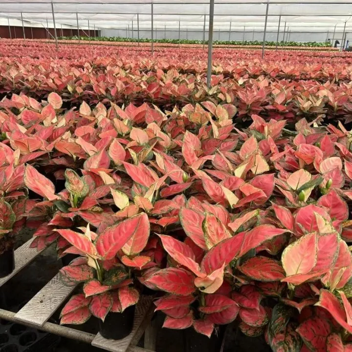 中华财险广州中支落地花卉高温气象指数保险