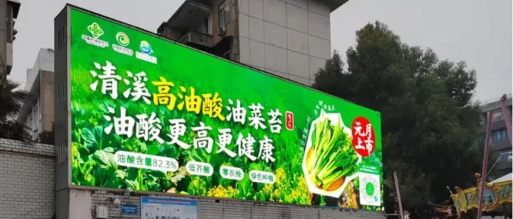 元月美食健康盛宴：高油酸油菜苔新鮮上市，產(chǎn)供銷一體直達(dá)餐桌