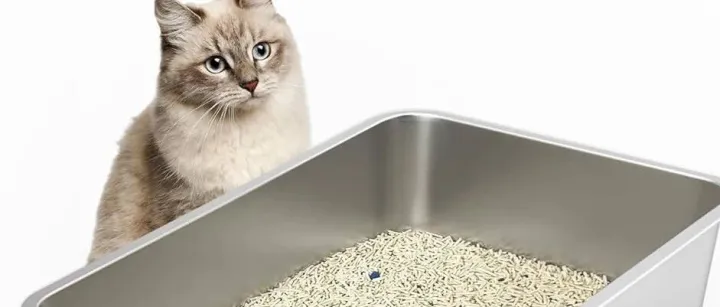 年产200万吨，供应140国！内蒙县城，一年向海外输送百万吨猫砂 | 爆品洞察