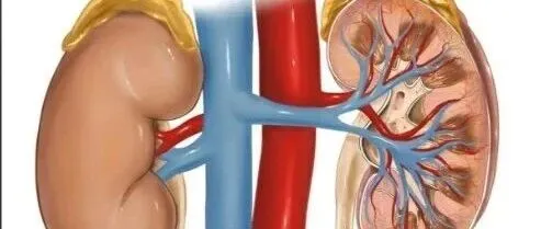 午间60s|| 保护肾脏的生活习惯有哪些？