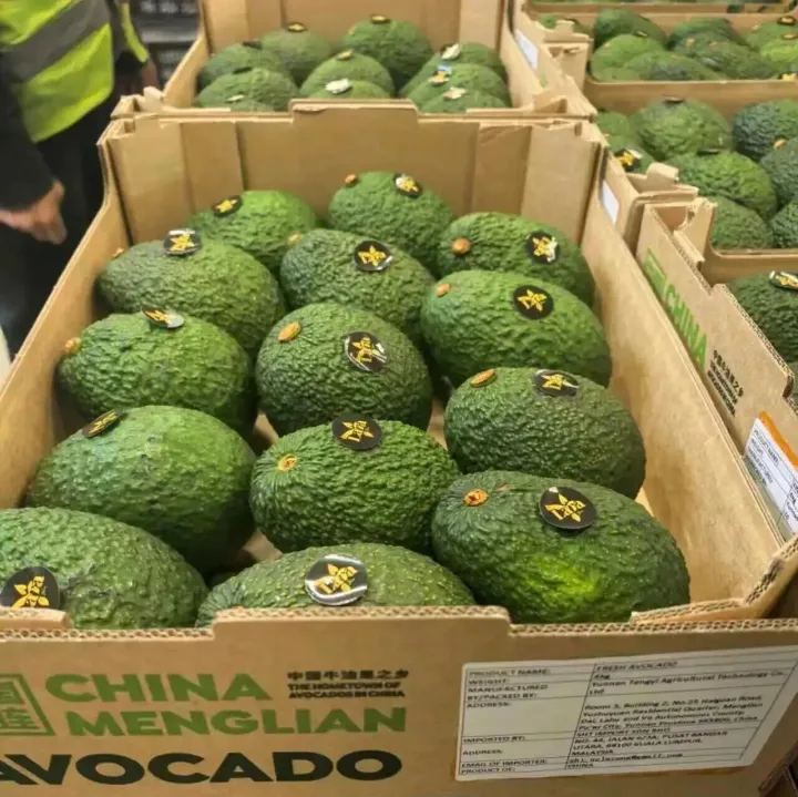 看发展 | 云南孟连牛油果首次出口东盟市场