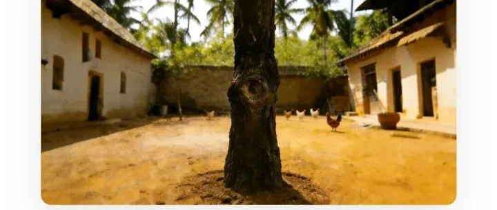 王雨雷║老家那棵洋槐树